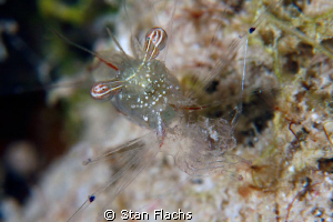 Shrimp having lunch - II. by Stan Flachs 